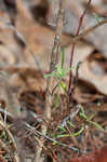 Apalachicola false rosemary